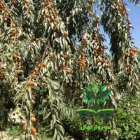 نهال درخت سنجد|گل و گیاه طبیعی|سبزوار, کهنه آب|دیوار