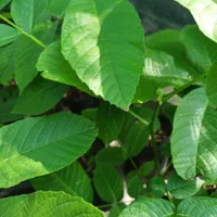 فروش نهال گردو چندلر|خدمات باغبانی و درختکاری|ساری, |دیوار