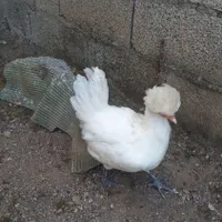 حراج مرغ لهستانی و جوجه اردک ...