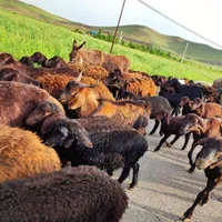 گوسفند ییلاقی چاق زنده مناسب برای کشتار وقربانی