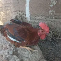 خروس جوان|حیوانات مزرعه|اصفهان, گورت|دیوار