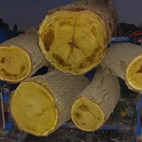 خرید چوب درخت صنوبر کبوده کاج توت تیر سقفی  قیصی|خدمات باغبانی و درختکاری|کاشان, |دیوار