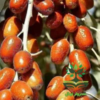 نهال درخت سنجد|گل و گیاه طبیعی|سبزوار, کهنه آب|دیوار