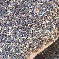 فروش کنجد ایرانی|خدمات باغبانی و درختکاری|اصفهان, باغ فردوس|دیوار