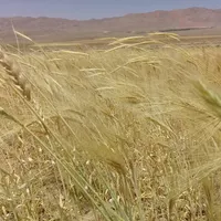 اجاره ۱۳۰ هکتار زمین کشاورزی کشت گندم و جو|اجارهٔ دفتر صنعتی، کشاورزی، تجاری|تهران, صادقیه|دیوار
