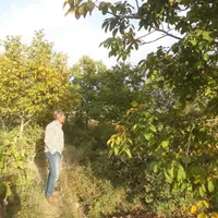 باغ فروشی پر محصول و پر آب|فروش دفتر صنعتی، کشاورزی، تجاری|تهران, حسن‌آباد|دیوار