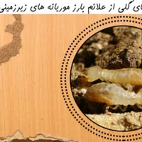 سمپاشی(کل اهواز)سم پاشی/ساس موش سوسک سمپاش/موریانه|خدمات نظافت|اهواز, گلستان|دیوار