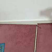 پالاز موکت