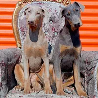 سگهای تیپ اروپایی (Doberman)|سگ|تهران,  امام زاده قاسم (نیاوران)|دیوار