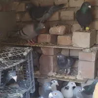 کفتر