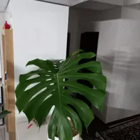 برگ انجیری هافمون و ابلق|گل و گیاه طبیعی|صدرا-فارس, |دیوار