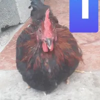 مرغ خروس درشت و سالم