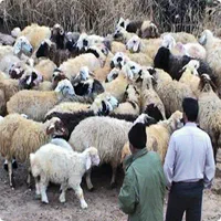 فروش گوسفند ٪ بره پرورش یافته در روستاهای سرسبز|حیوانات مزرعه|مشهد, گلبرگ شمالی|دیوار