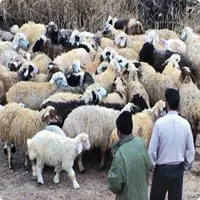 فروش گوسفند ٪ بره پرورش یافته در روستاهای سرسبز|حیوانات مزرعه|مشهد, گلبرگ شمالی|دیوار