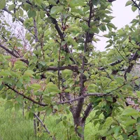 زمین باغی روستای نصرآبادبه متراژ ۱۳۵۶مترمربع|فروش دفتر صنعتی، کشاورزی، تجاری|گرگان, |دیوار