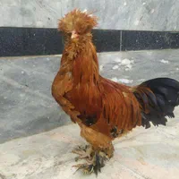 خروس سلطان رنگ بی نظیر رنگ قهوه‌ای موجوده|حیوانات مزرعه|شیراز, پارک کوهستانی بوستان|دیوار
