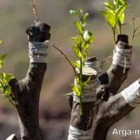 پاکنی باغها وباغچها تمام خدمات باغبانی|خدمات باغبانی و درختکاری|شیراز, قصرالدشت|دیوار