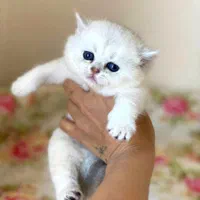 بچه گربه کیوت میوت