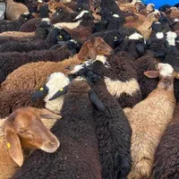با سلاخی بره چاق شیشک برای قربانی