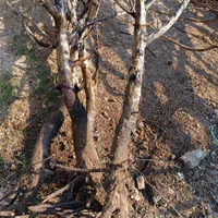 آلو پفکی و نهال صنوبر نگرا|خدمات باغبانی و درختکاری|اردبیل, |دیوار