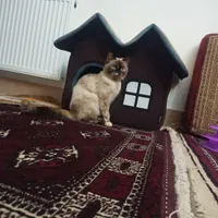 گربه بریتیش ماده