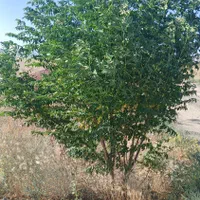 باغچه۵۰۴مترسندملکی نیم ساعت آب چاه موتور فردوسی|فروش خانه و ویلا|مشهد, درزآب|دیوار