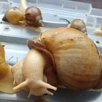 حلزون آلبینو رایگان یا اموزش