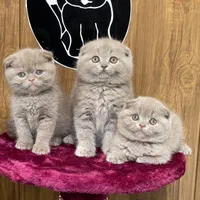 گربه های اصیل و ملوس ( بریتیش پرشین اسکاتیش)