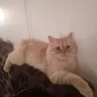 گربه پرشین
