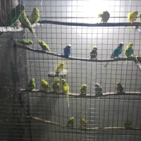 فروش مرغ عشق با فنج مصری