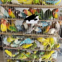 بار جدید 900 جفت جوجه شاه طوطی اروپائی وعروس هلندی|پرنده|بیرجند, |دیوار