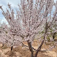 ۲۵۰۰ متر باغ ارنان مهریز
