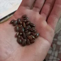 لوبیا سبز بذر هلندی