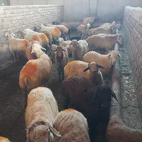 گوسفند زنده دام شکم خالی و پرگوشت حاج سعید|حیوانات مزرعه|کرج, برغان|دیوار