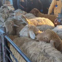فروش گوسفند زنده چندین شعبه فعال در کرج و اطراف