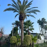 خریدوفروش درخت نهال نخل خرما برحی|گل و گیاه طبیعی|کارون, |دیوار