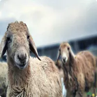 فروش گوسفند ٪ بره پرورش یافته در روستاهای سرسبز|حیوانات مزرعه|مشهد, گلبرگ شمالی|دیوار