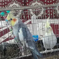 یک جفت عروس هلندی در حال جفت گیری|پرنده|خان ببین, |دیوار