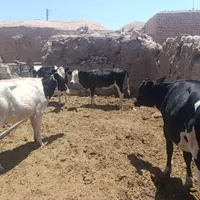 چهارعددگوساله ماده فروشی