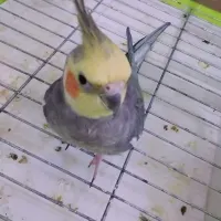گم شده عروس هلندی