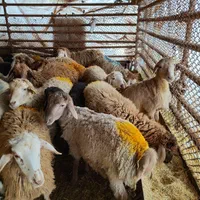 همه وزنه دام همه نژاد زنده مغان افشاری کردستانی|حیوانات مزرعه|تهران, نیروی هوایی (پیروزی)|دیوار