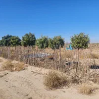 ۴۰۲متر زمین سهیلیه/زعفرانیه/اقبالیه/دولت آباد|فروش خانه و ویلا|کرج, گلشهر|دیوار