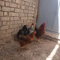 جوجه مرغ وخروس|حراج|آباده, |دیوار
