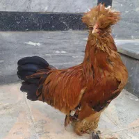 خروس سلطان رنگ بی نظیر رنگ قهوه‌ای موجوده|حیوانات مزرعه|شیراز, پارک کوهستانی بوستان|دیوار