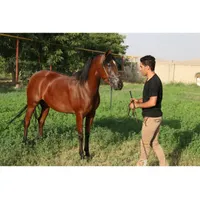 فروش سه راس اسب عرب