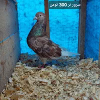 سرور ، آلمانی