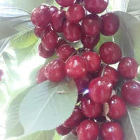باغ زمین کشاورزی 460متری پل زمانخان