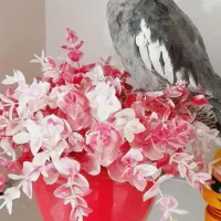 عروس هلندی گم شده