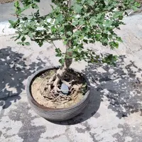 بونسای زالزالک
