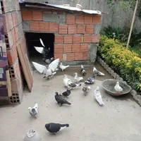 کبوتر یاکفتر